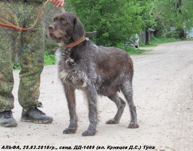 Дратхаар, АЛЬФА, ID по базе HuntDogs.Ru: 43054