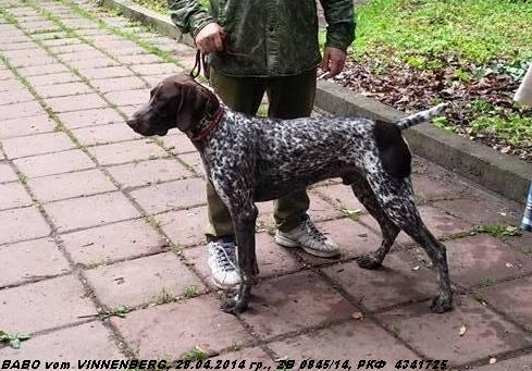 Курцхаар, BABO vom VINNENBERG, ID по базе HuntDogs.Ru: 43059