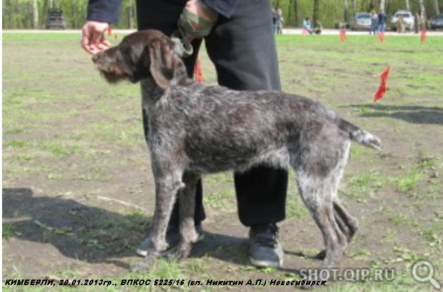 Дратхаар, КИМБЕРЛИ, ID по базе HuntDogs.Ru: 43066