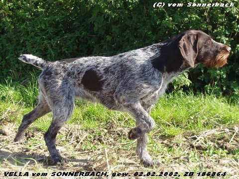 Дратхаар, / VELLA vom SÖNNERBACH, ID по базе HuntDogs.Ru: 43078