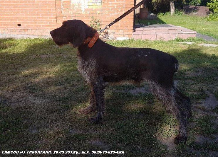 Дратхаар, САМСОН ИЗ ТАВОЛГАНА, ID по базе HuntDogs.Ru: 43088