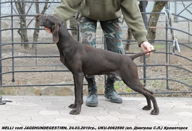 Курцхаар, ch. UA. NELLI vom JAGDHUNDEGESTIRN, ID по базе HuntDogs.Ru: 43093