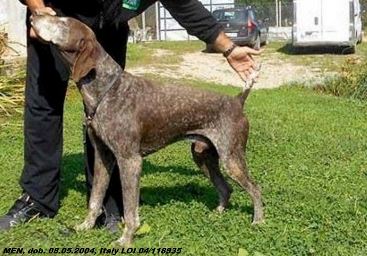 Курцхаар, MEN, ID по базе HuntDogs.Ru: 43094