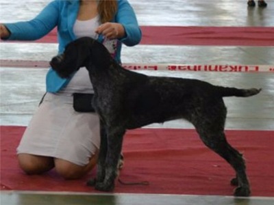 Дратхаар, JULI vom HONEVERG, ID по базе HuntDogs.Ru: 43087