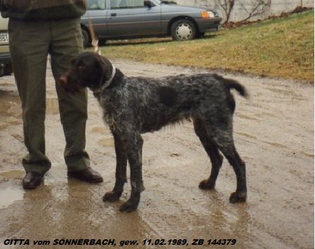 Дратхаар, /GITTA vom SÖNNERBACH, ID по базе HuntDogs.Ru: 43086