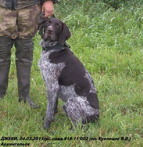 Дратхаар, ДЖЕКИ, ID по базе HuntDogs.Ru: 43149