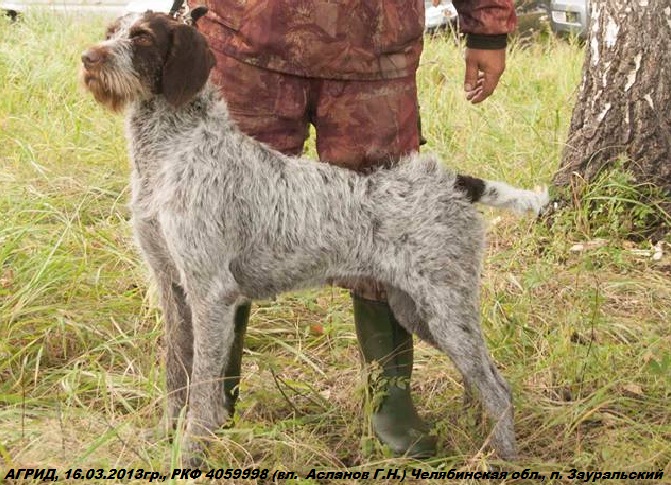 Дратхаар, АГРИД, ID по базе HuntDogs.Ru: 43163