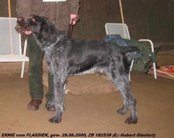 Дратхаар, /ERNIE vom FLAßDIEK, ID по базе HuntDogs.Ru: 43170