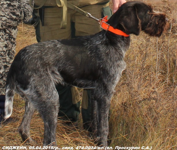 Дратхаар, СИДЖЕЙН, ID по базе HuntDogs.Ru: 43173