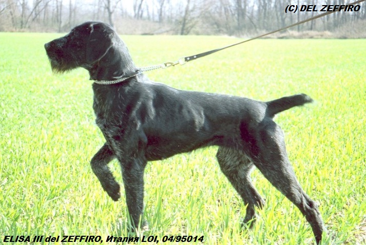 Дратхаар, ELISA III del ZEFFIRO, ID по базе HuntDogs.Ru: 43178