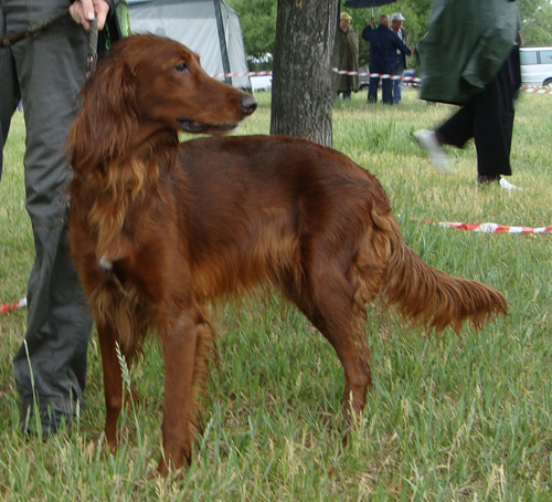 Ирландский сеттер, Осенний ветер САНТА-ЛЮЧИЯ РУЖЕТТ, ID по базе HuntDogs.Ru: 43175