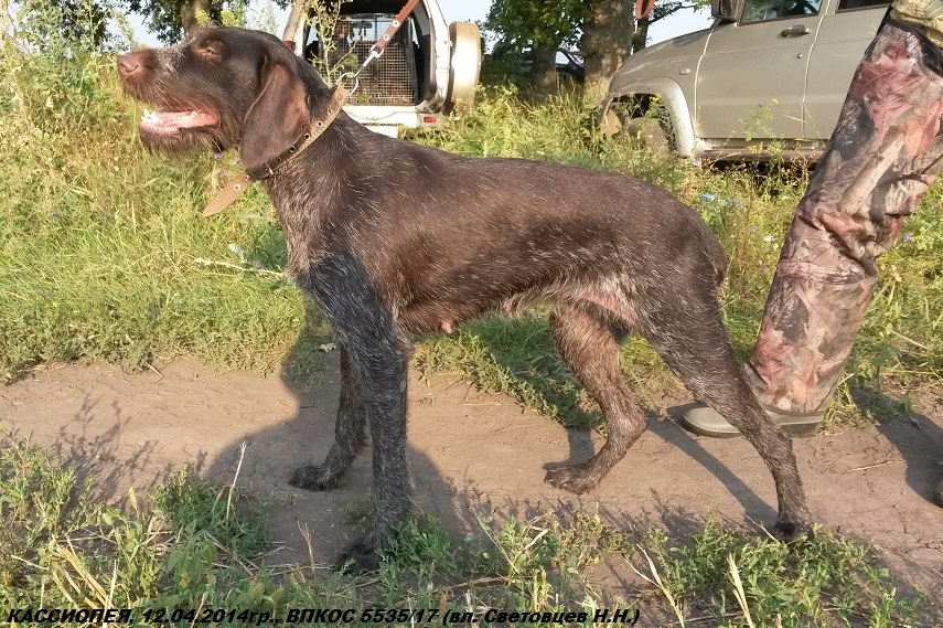 Дратхаар, КАССИОПЕЯ, ID по базе HuntDogs.Ru: 43207