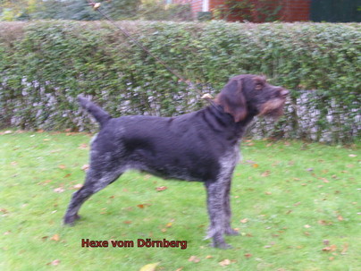 Дратхаар, >HEXE vom DÖRNBERG, ID по базе HuntDogs.Ru: 43230