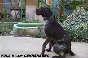 Дратхаар, YOLA II vom GEHRENBERG, ID по базе HuntDogs.Ru: 43245