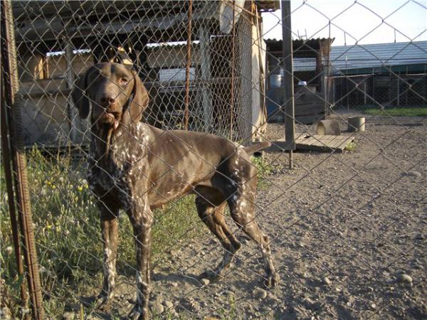 Курцхаар, DODY DU PIED DU MONT, ID по базе HuntDogs.Ru: 43279