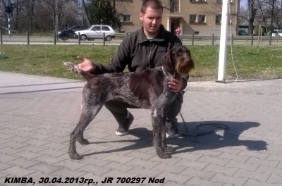 Дратхаар, KIMBA, ID по базе HuntDogs.Ru: 43232