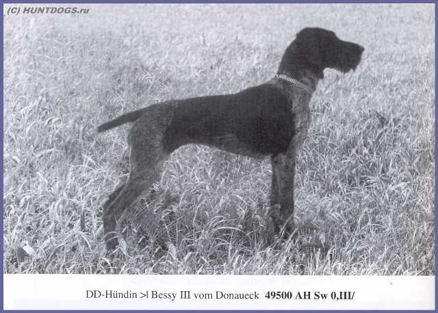 Дратхаар, >| BESSY III vom DONAUECK, ID по базе HuntDogs.Ru: 43225