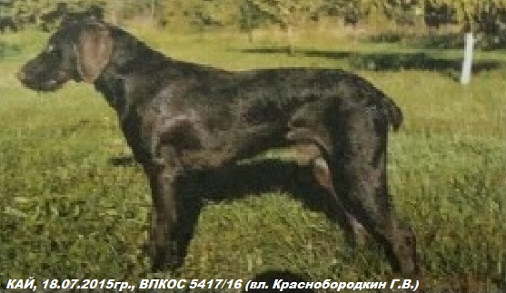 Дратхаар, КАЙ, ID по базе HuntDogs.Ru: 43289