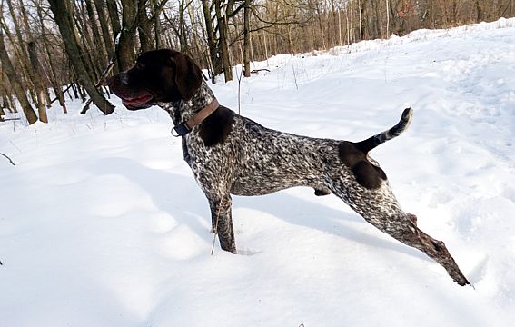 Курцхаар, ARGO EHRENHOF DER JAGD, ID по базе HuntDogs.Ru: 43310