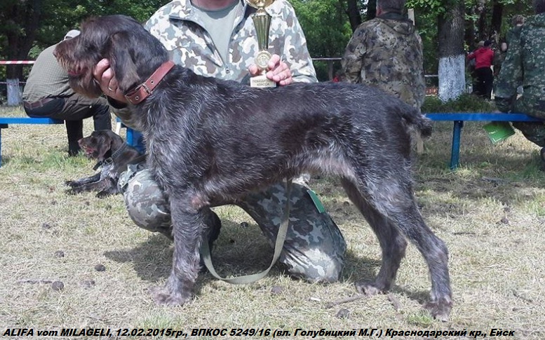 Дратхаар, ALFA vom MILAGELI, ID по базе HuntDogs.Ru: 43357