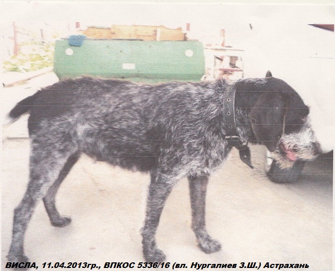 Дратхаар, ВИСЛА, ID по базе HuntDogs.Ru: 43367