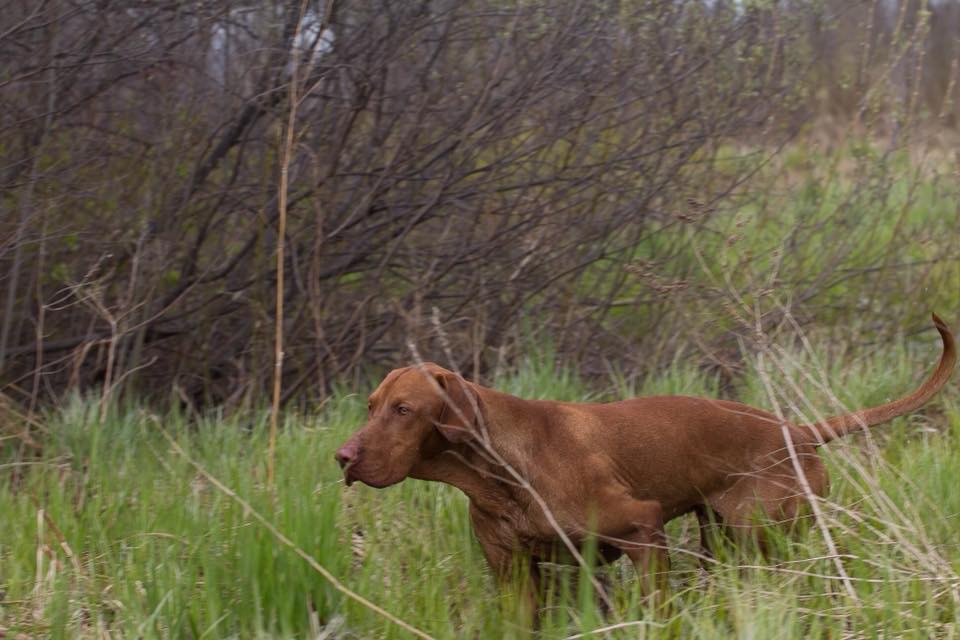 Венгерская легавая (Выжла), Хади Поющий Мальчик, ID по базе HuntDogs.Ru: 43388