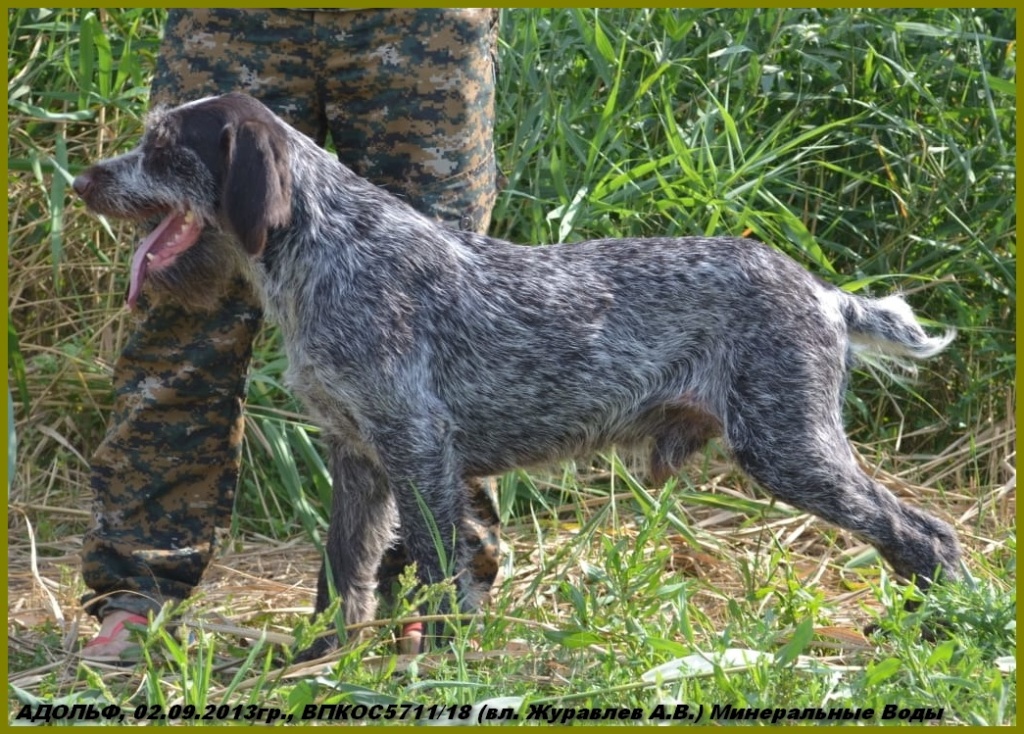 Дратхаар, АДОЛЬФ, ID по базе HuntDogs.Ru: 43368