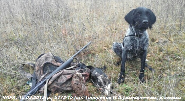 Дратхаар, ЧАРА, ID по базе HuntDogs.Ru: 43403