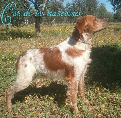 Эпаньоль (Бретонский), CH.CUN de Los Manchones, ID по базе HuntDogs.Ru: 43482