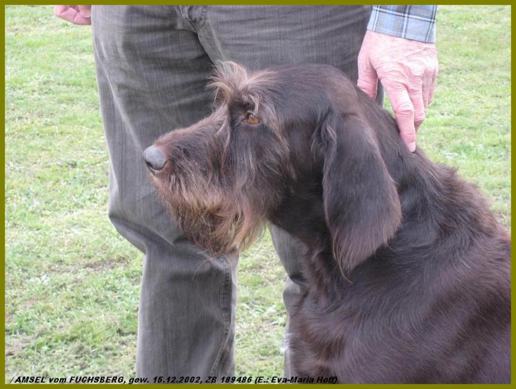 Дратхаар, / AMSEL vom FUCHSBERG, ID по базе HuntDogs.Ru: 43552