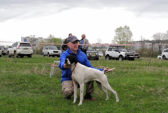 Английский пойнтер, Н-ЦАЦА, ID по базе HuntDogs.Ru: 43503