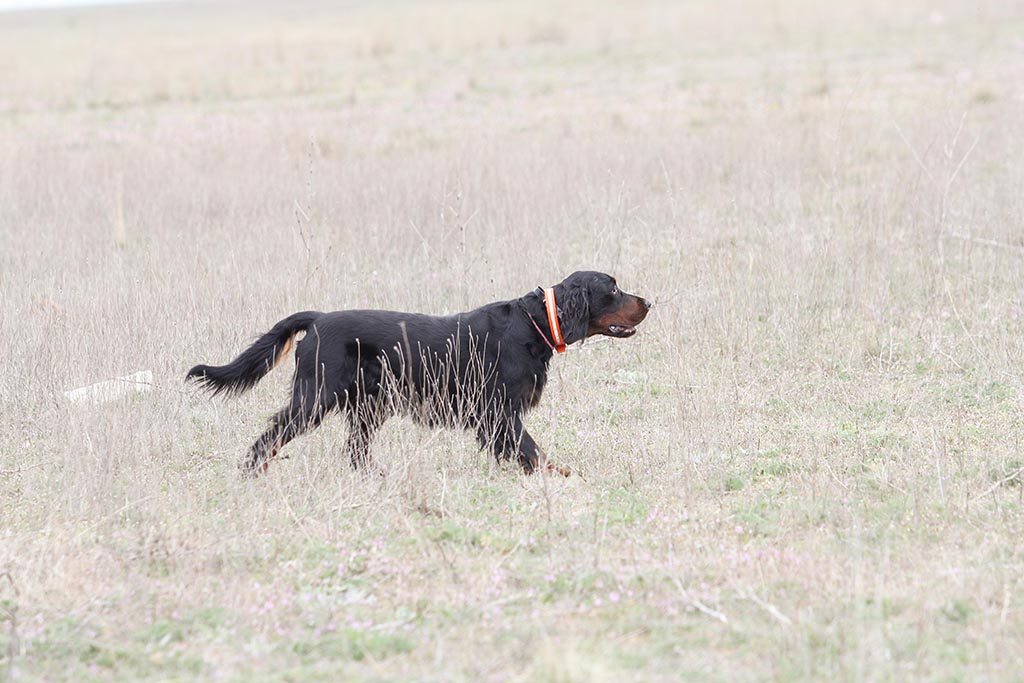 Шотландский сеттер (Гордон), КОЗЫРЬ, ID по базе HuntDogs.Ru: 43566