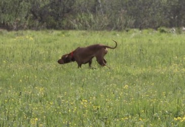 Венгерская легавая (Выжла), Фрея Кампи Стеллари, ID по базе HuntDogs.Ru: 43591