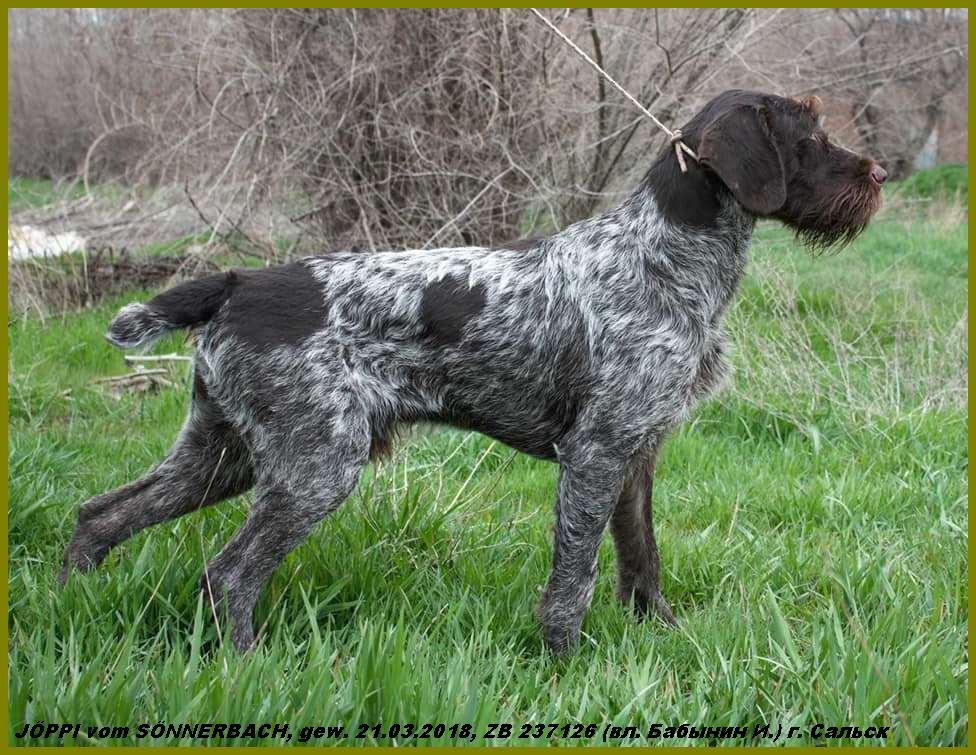 Дратхаар, JÖPPI vom SÖNNERBACH, ID по базе HuntDogs.Ru: 43546