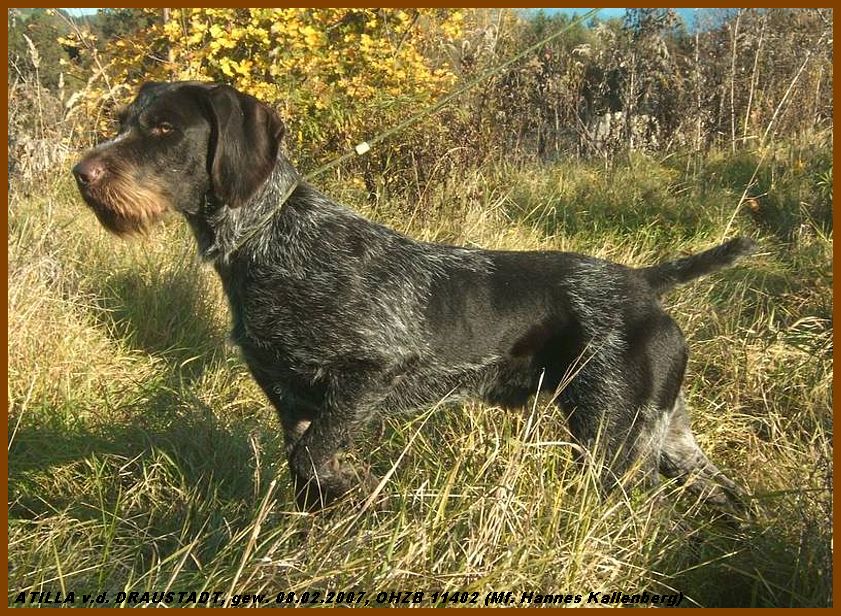 Дратхаар, >ATTILA v.d. DRAUSTADT, ID по базе HuntDogs.Ru: 43611