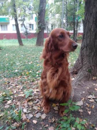 Ирландский сеттер, Леся, ID по базе HuntDogs.Ru: 43651