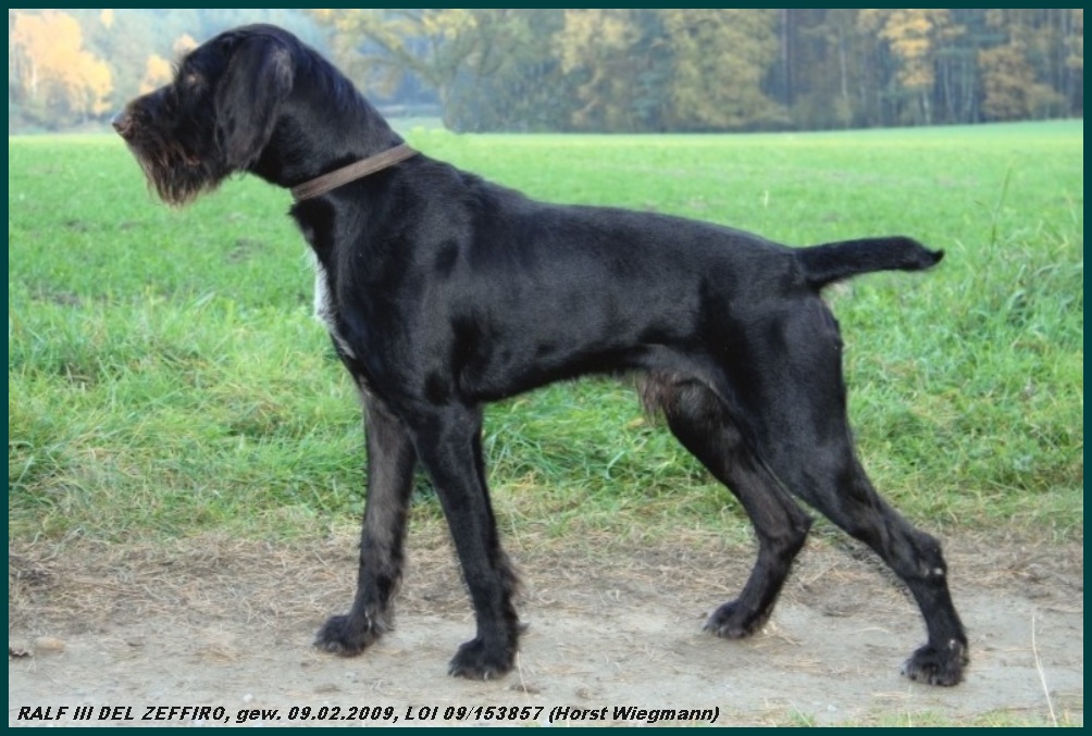 Дратхаар, /RALF III DEL ZEFFIRO, ID по базе HuntDogs.Ru: 43747