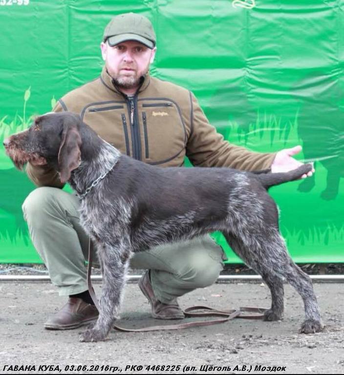 Дратхаар, ГАВАНА КУБА, ID по базе HuntDogs.Ru: 43753