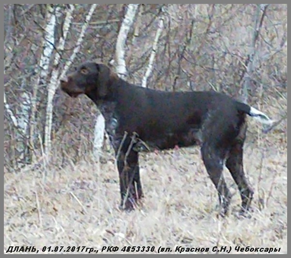 Дратхаар, пп. ДЛАНЬ, ID по базе HuntDogs.Ru: 43768