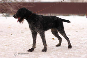 Дратхаар, EGERMASTER LUCHS, ID по базе HuntDogs.Ru: 43774