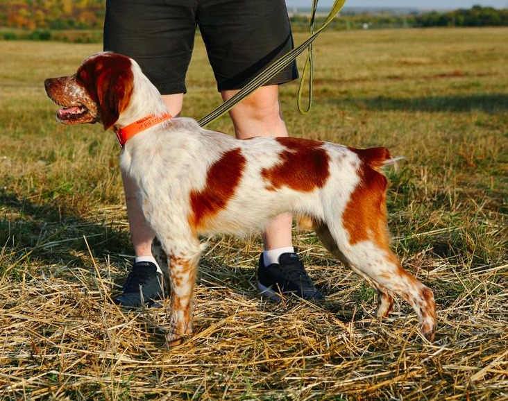 Эпаньоль (Бретонский), Жермон Дю Валь, ID по базе HuntDogs.Ru: 43797