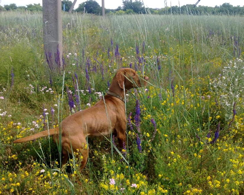 Венгерская легавая (Выжла), ZOV POLEY ELSON, ID по базе HuntDogs.Ru: 43751