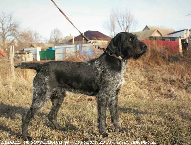 Дратхаар, KUDDEL vom SÖNNERBACH, ID по базе HuntDogs.Ru: 43833