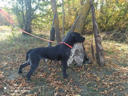 Дратхаар, KATJA vom SÖNNERBACH, ID по базе HuntDogs.Ru: 43834