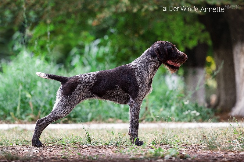 Дратхаар, Тал Дер Винде Аннет, ID по базе HuntDogs.Ru: 43820