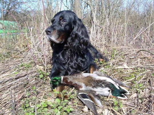 Шотландский сеттер (Гордон), ВЭЛ ДАК, ID по базе HuntDogs.Ru: 518