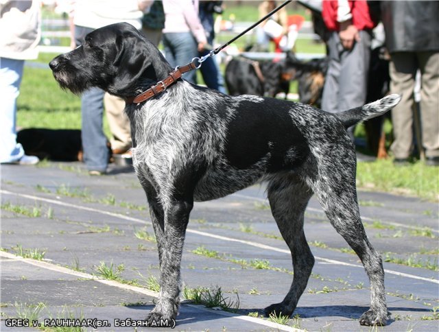 Дратхаар, Чемпион Породы, ч.б.,.п.п,. САСТ,  ЧНКП  GREG vom RAUHHAAR, ID по базе HuntDogs.Ru: 658