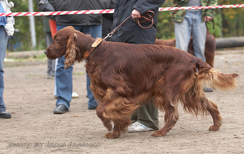 Ирландский сеттер, Dioskury Islander, ID по базе HuntDogs.Ru: 661