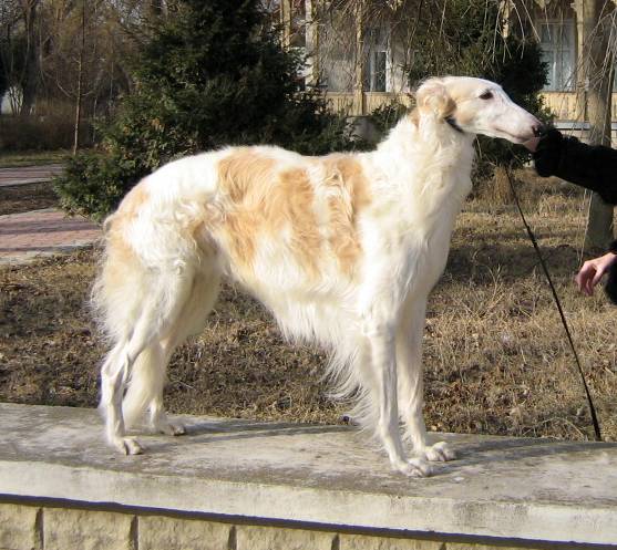 Русская псовая борзая, ЦАРЬ ДРАКОН ИЗ ДОМА ВЕТРОВ, ID по базе HuntDogs.Ru: 723