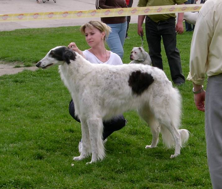 Русская псовая борзая, КАТЮША РАШИ ПАК БУРАН, ID по базе HuntDogs.Ru: 724